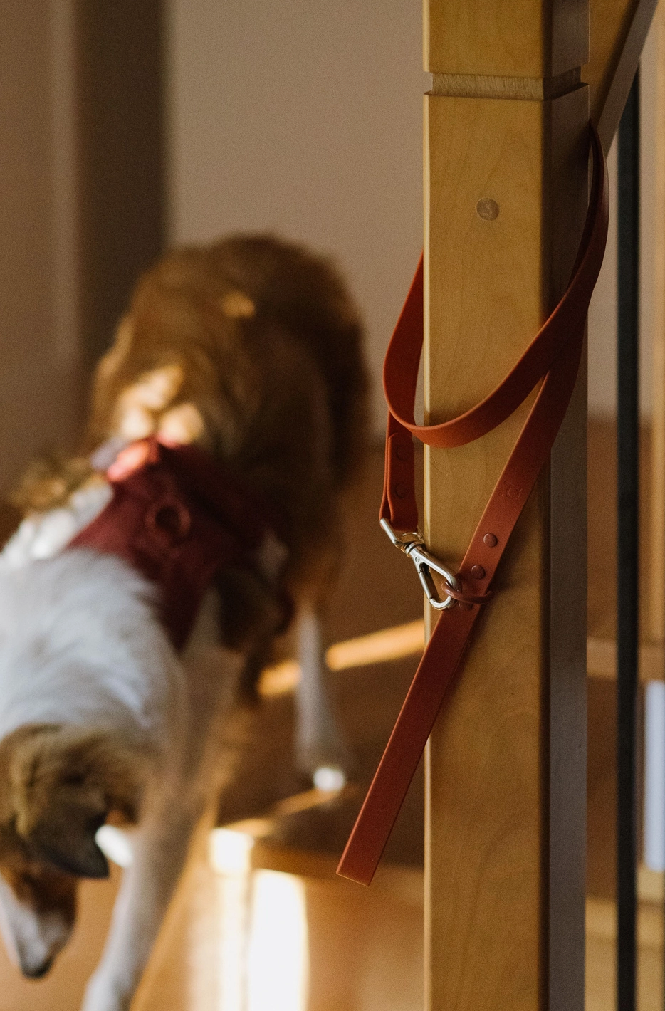 Chestnut Leash | Peachy Dogs - Babelle