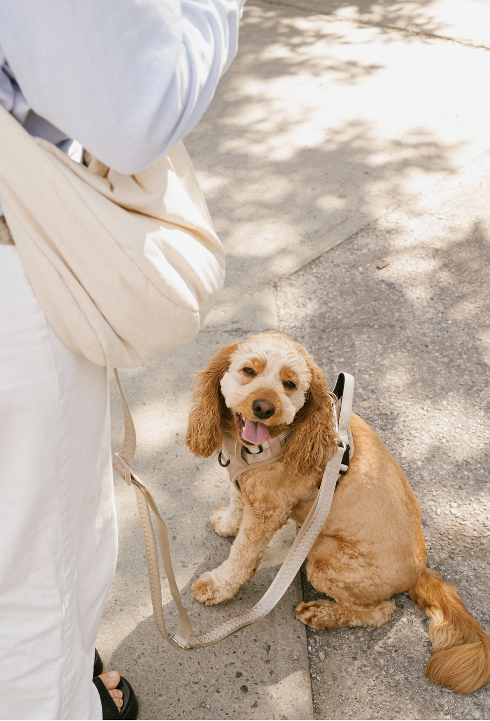 Affogato Hands-Free Leash | Peachy Dogs - Babelle