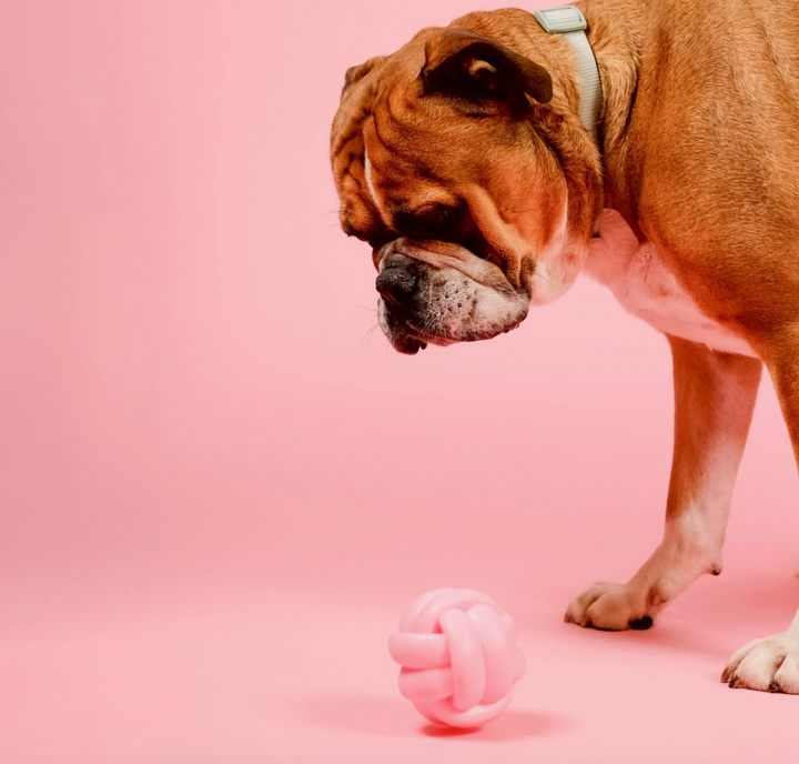 Knotball Squeaky Toy | Barc London - Babelle