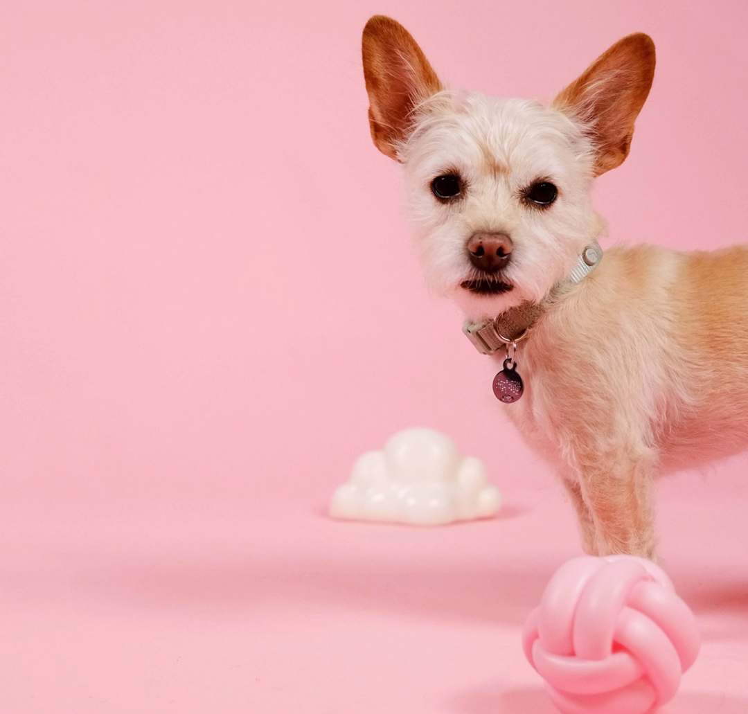 Cloud Squeaky Toy | Barc London - Babelle
