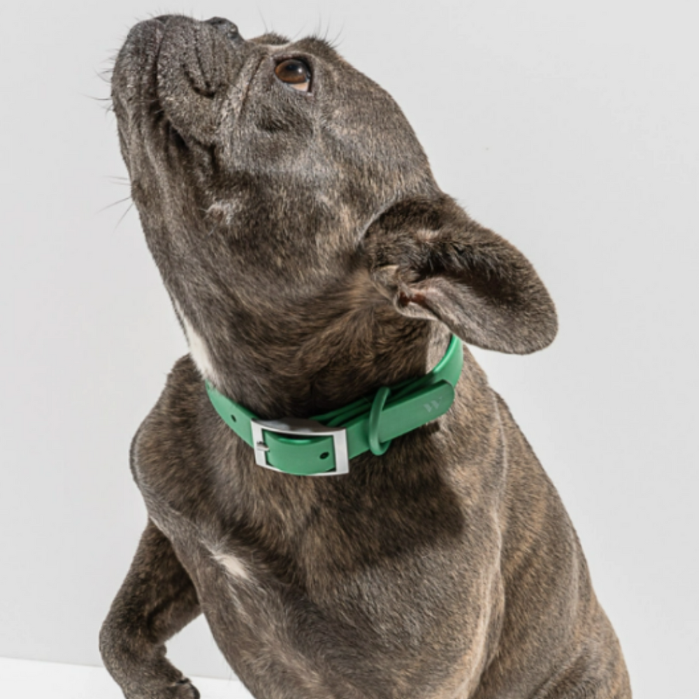 Spruce Collar | Wild One - Babelle