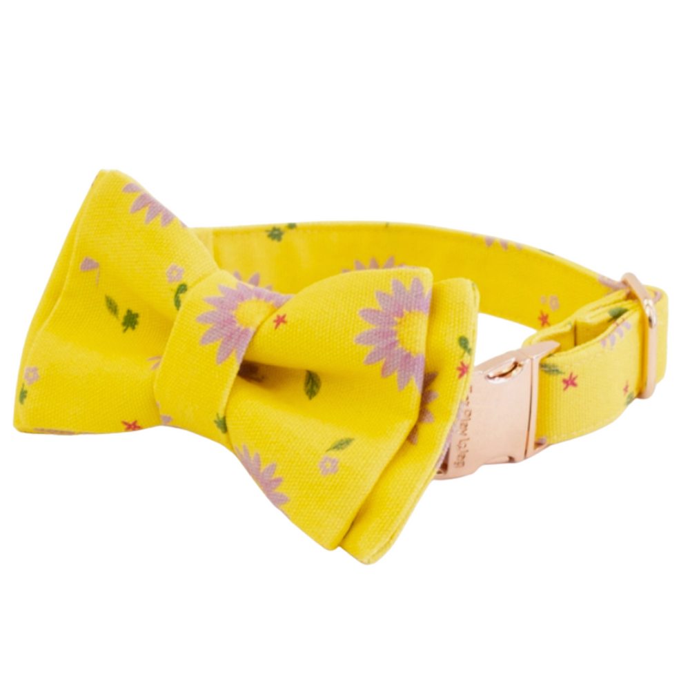 Daisy Dream collar | Eat Play Wag - Babelle