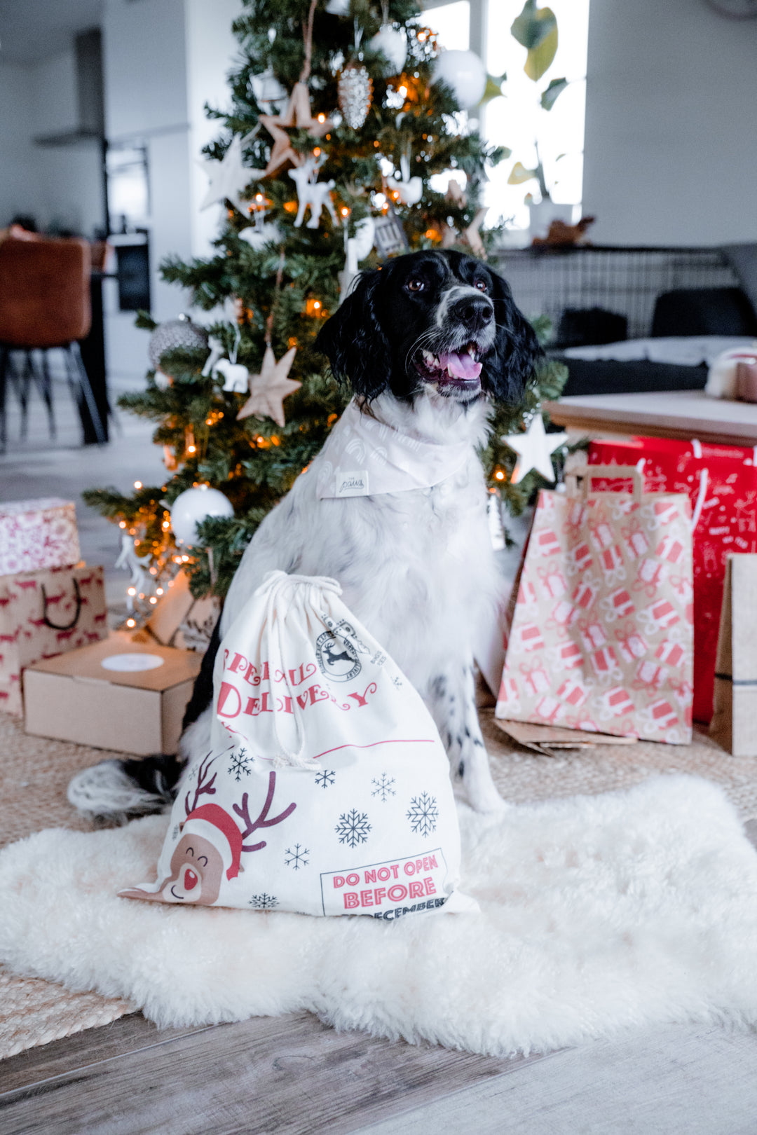 Christmas For Dogs