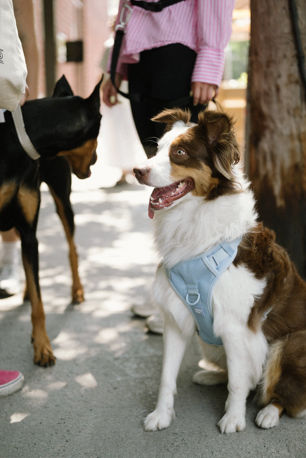 Cloud Harness| Peachy Dogs - Babelle
