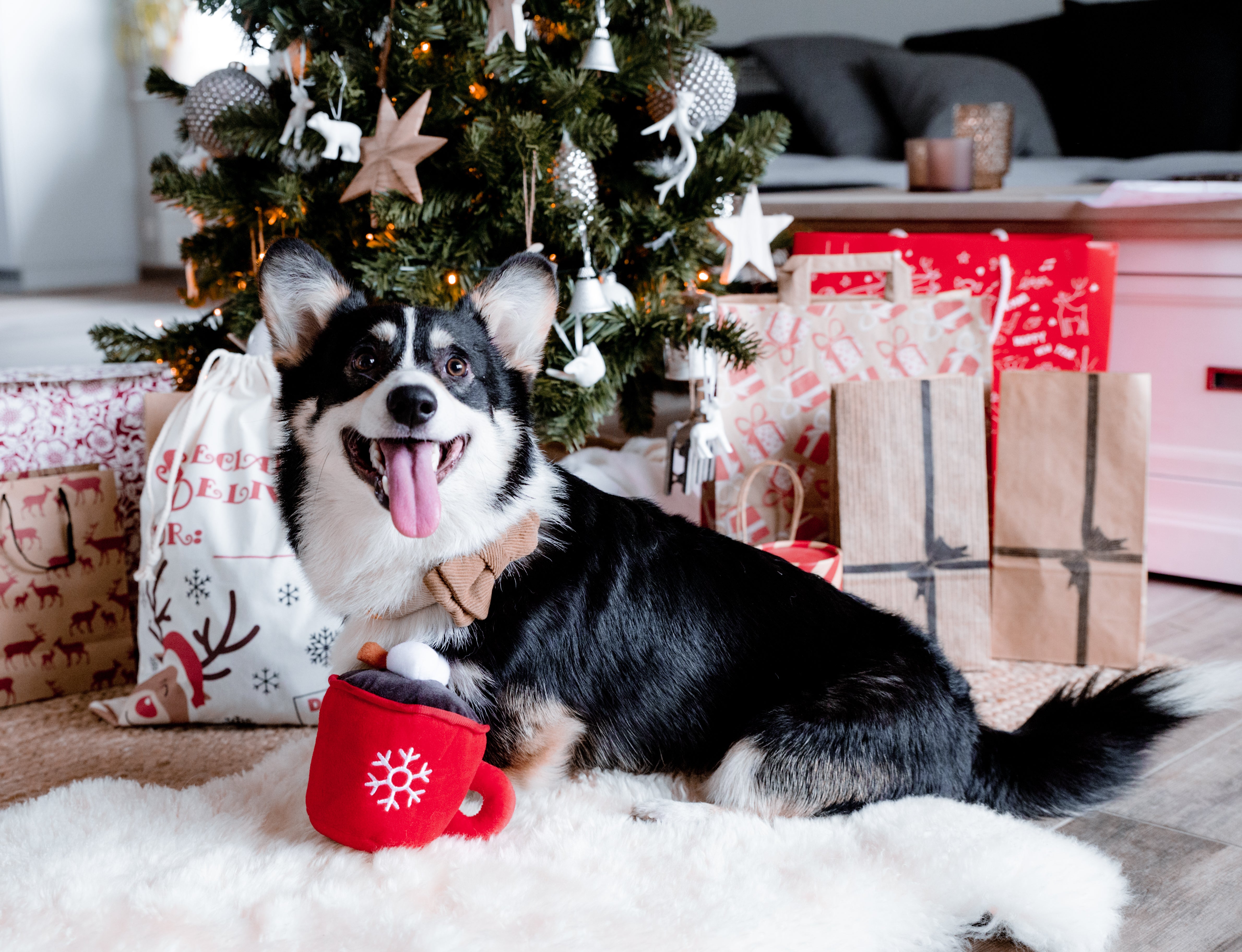 Holiday Cacoa  | Zippypaws - Babelle