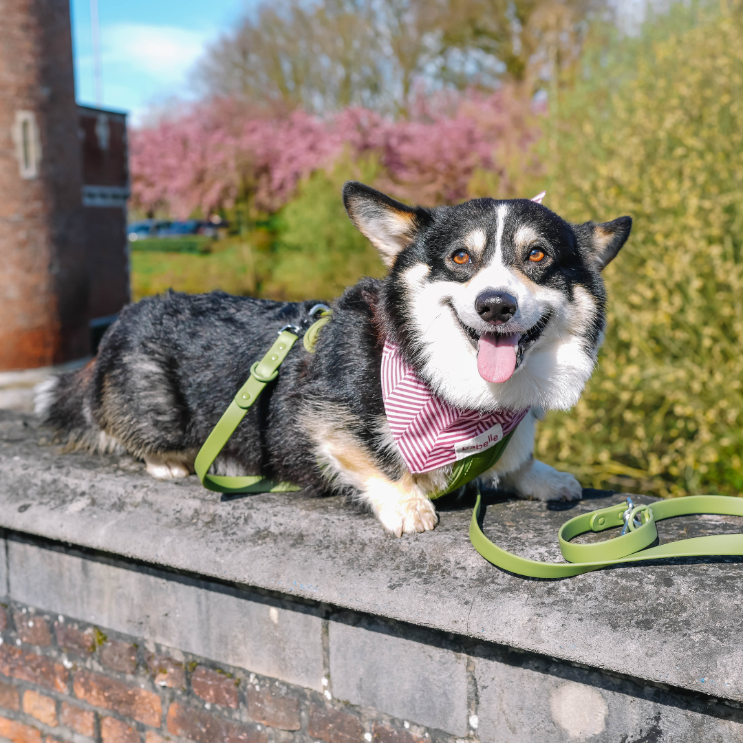 Moss Leash | Wild One - Babelle