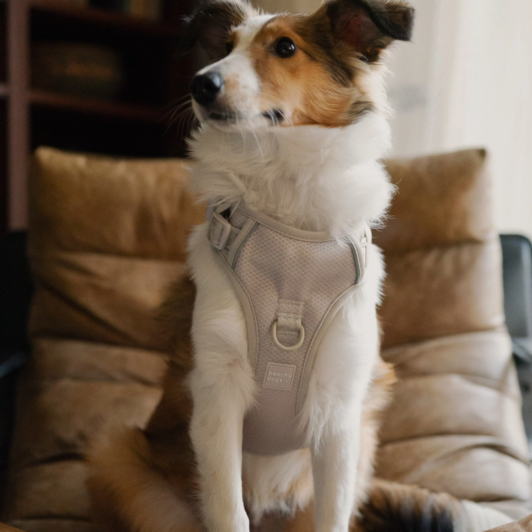Oatmilk Harness| Peachy Dogs - Babelle