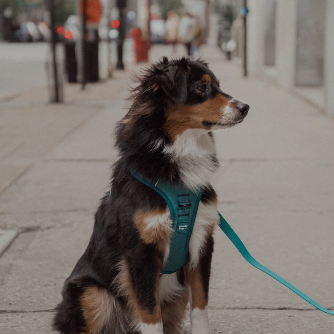 Mojito Harness| Peachy Dogs - Babelle