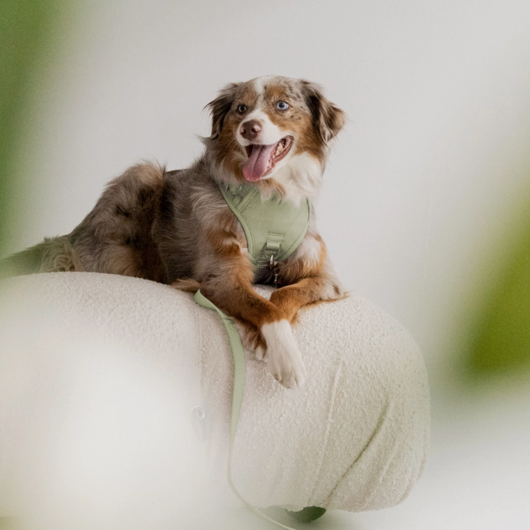 Matcha Harness| Peachy Dogs