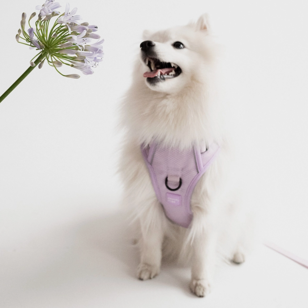 Lilac Harness| Peachy Dogs - Babelle