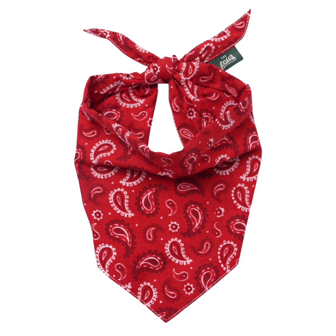 Dallas Dog | The Paws - Babelle