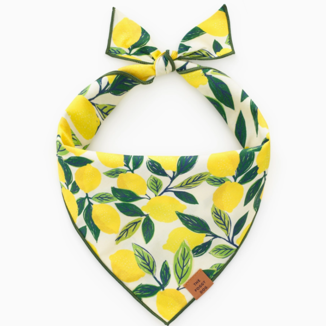 Lemon Zest Bandana | The Foggy Dog - Babelle