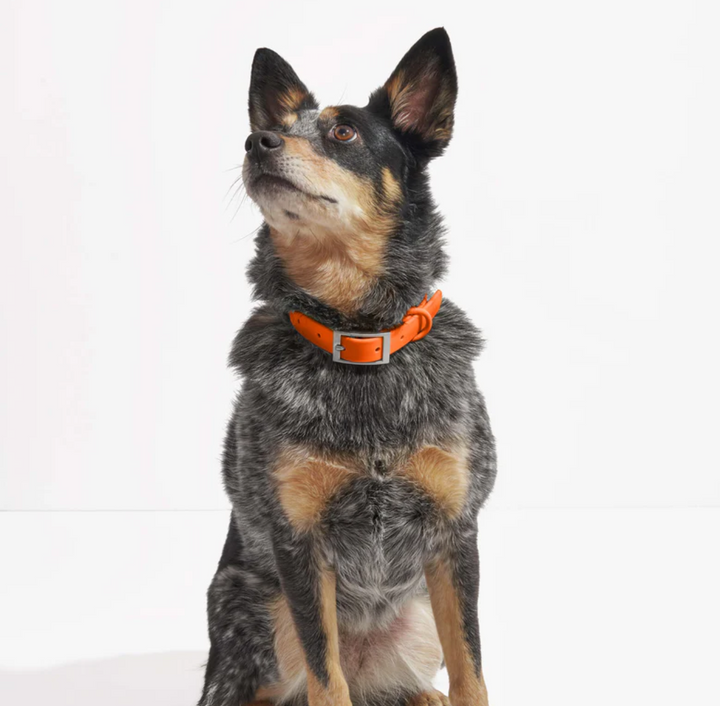 Orange Blaze Collar | Wild One - Babelle