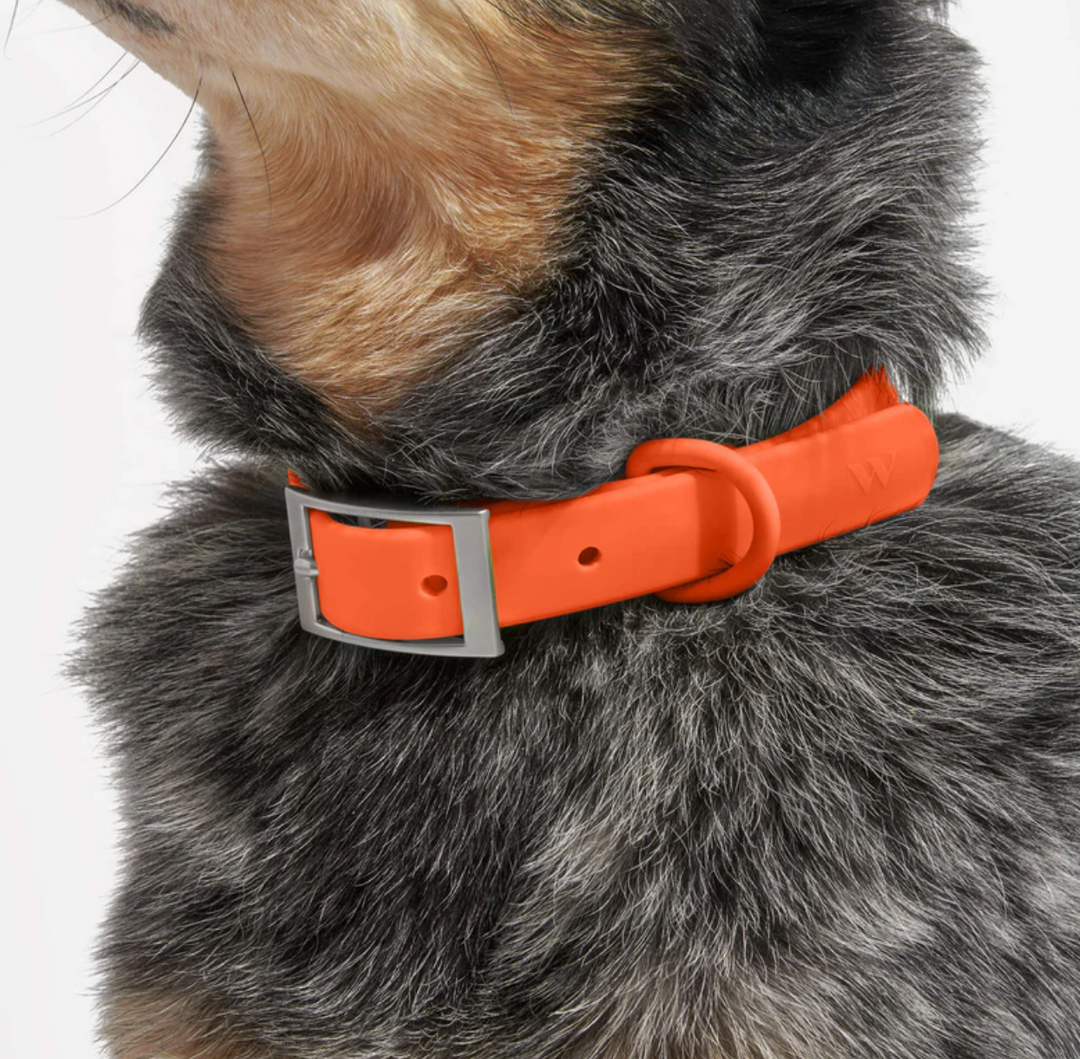 Orange Blaze Collar | Wild One - Babelle