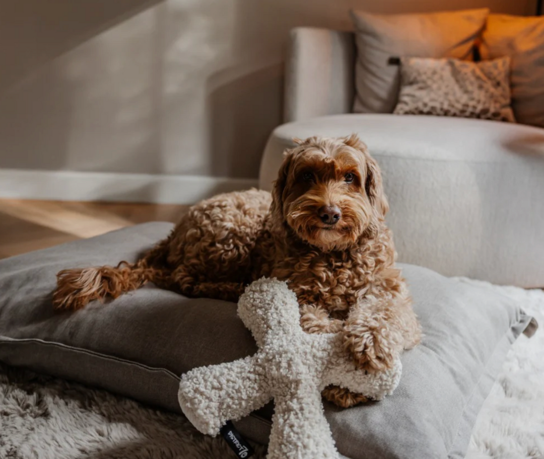 Ziggy - merengue | District 70 - Babelle