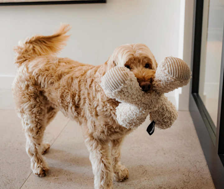 Ziggy - merengue | District 70 - Babelle