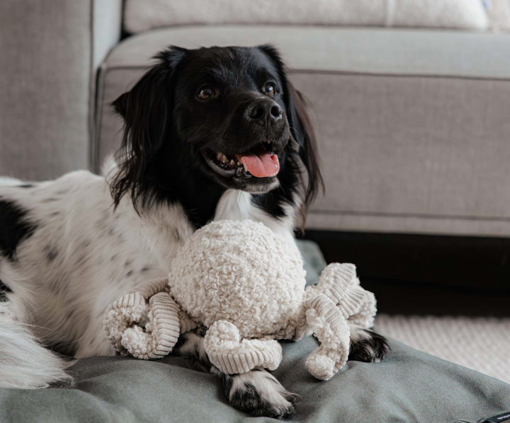 Squid - Merengue | District 70 - Babelle