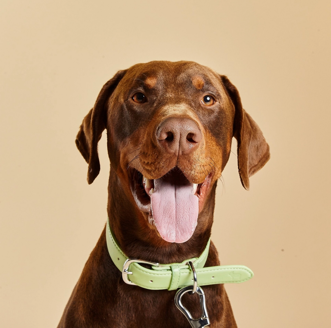 Lush Green Dog Collar | Barc London