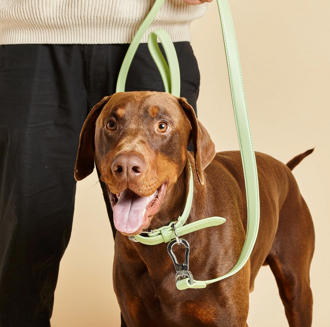 Lush Green Dog Collar | Barc London