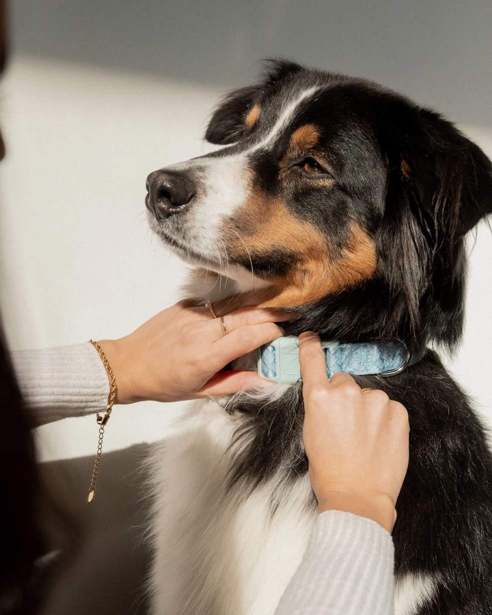 Cloud Collar | Peachy Dogs