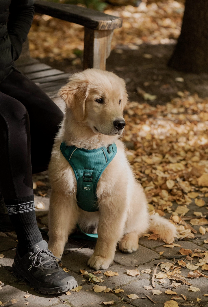 Mojito Harness| Peachy Dogs