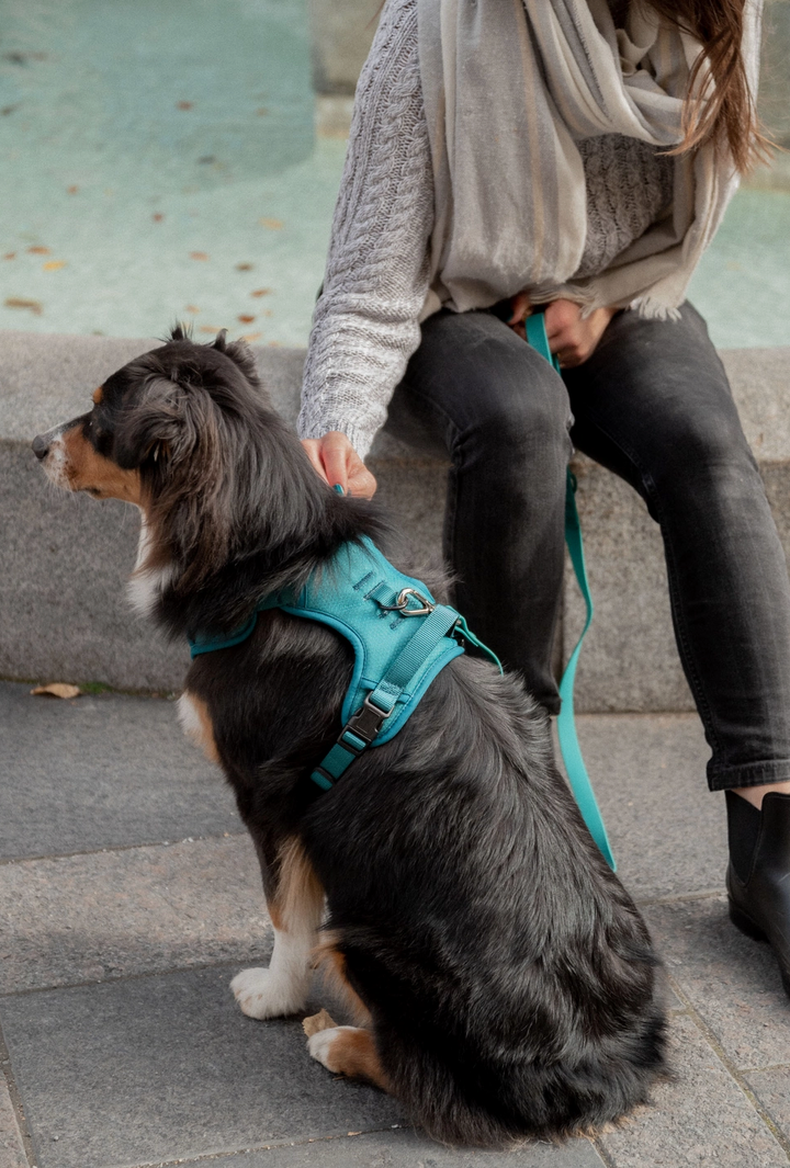 Mojito Harness| Peachy Dogs