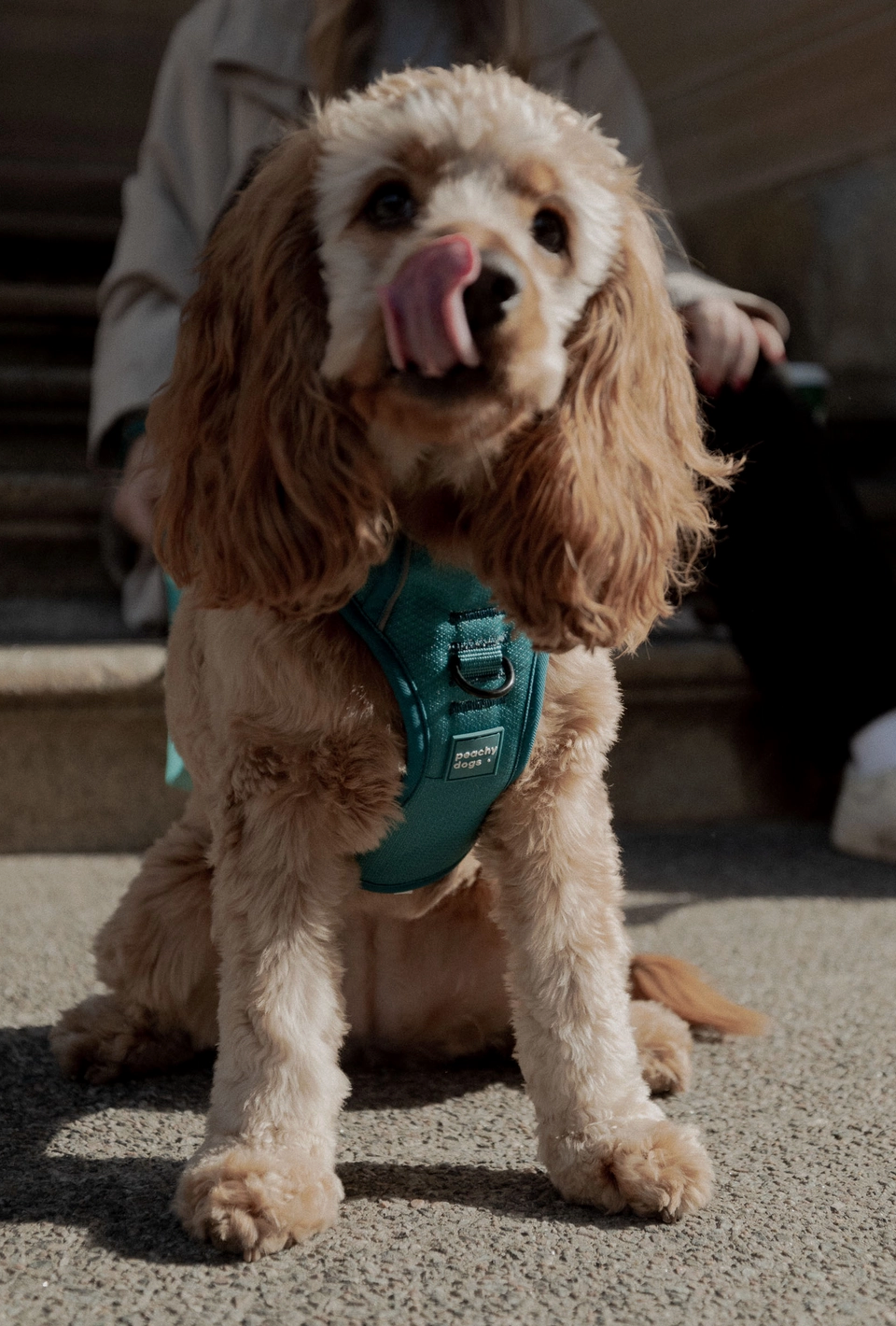 Mojito Harness| Peachy Dogs