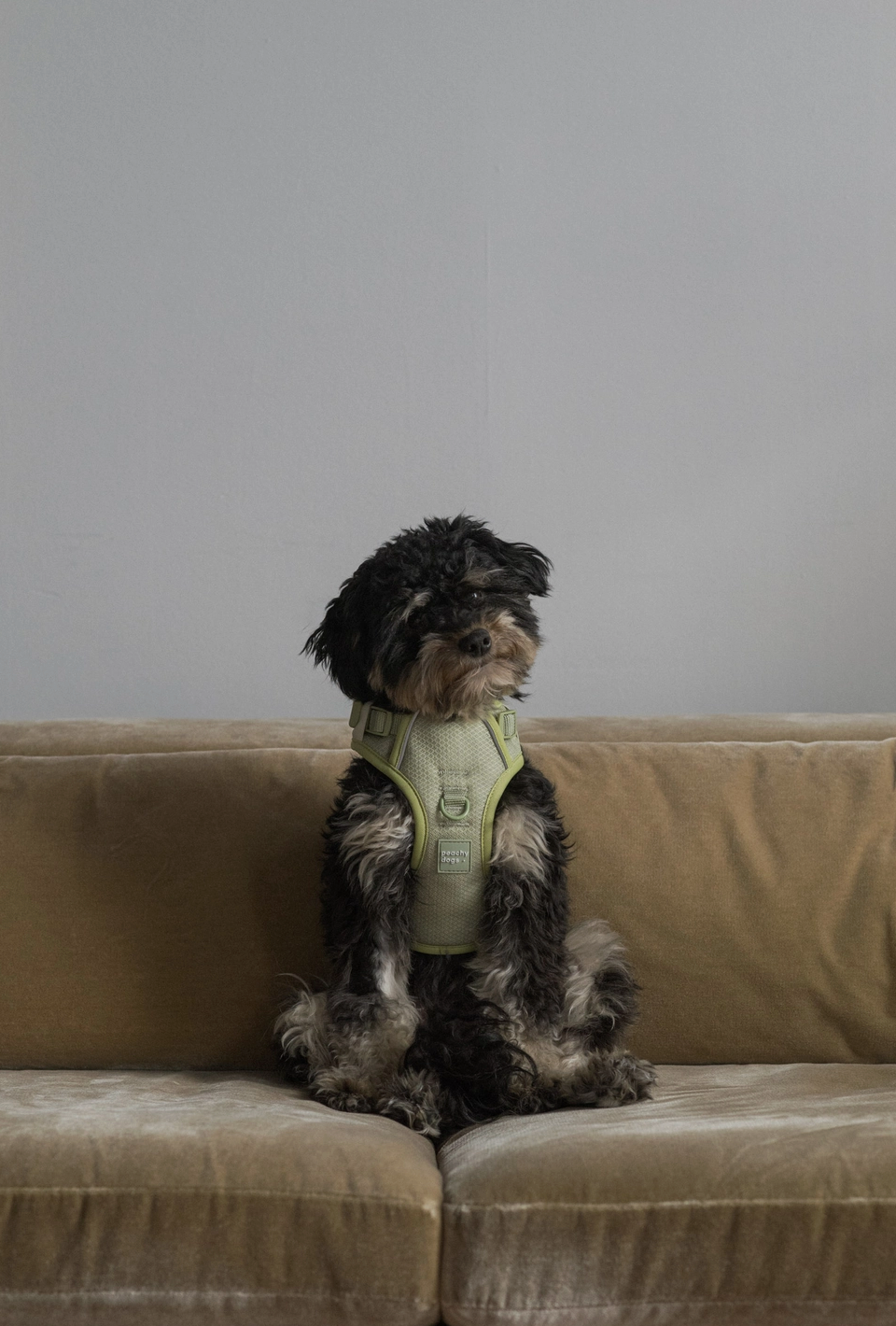 Matcha Harness| Peachy Dogs