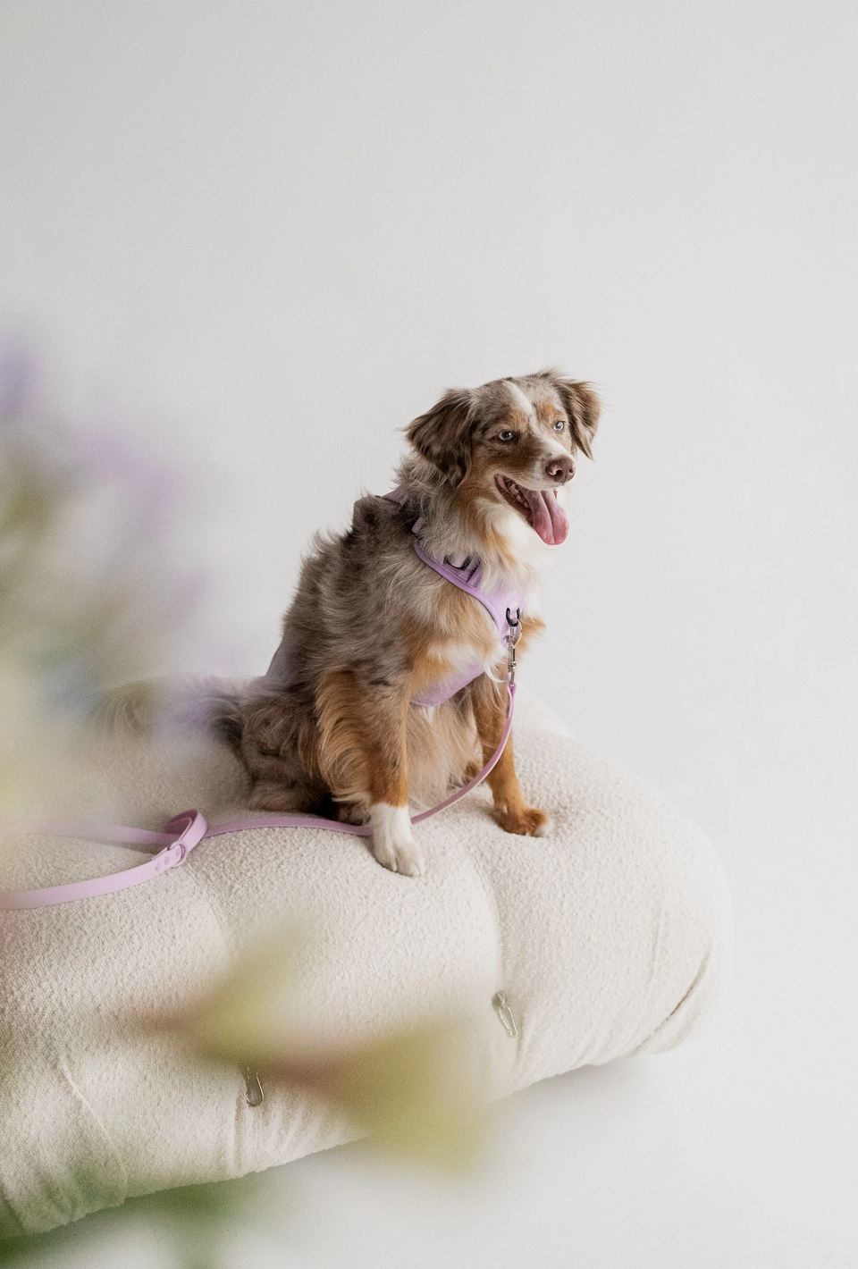 Lilac Harness| Peachy Dogs