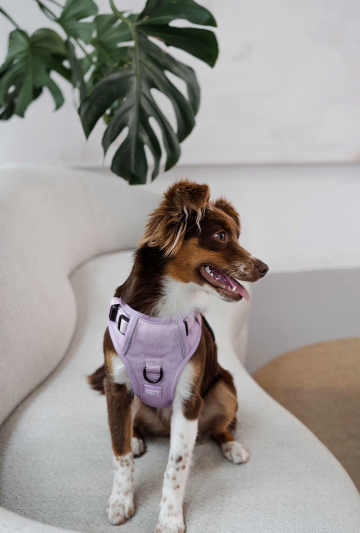 Lilac Harness| Peachy Dogs