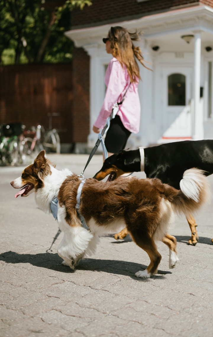 Cloud Hands-Free Leash | Peachy Dogs