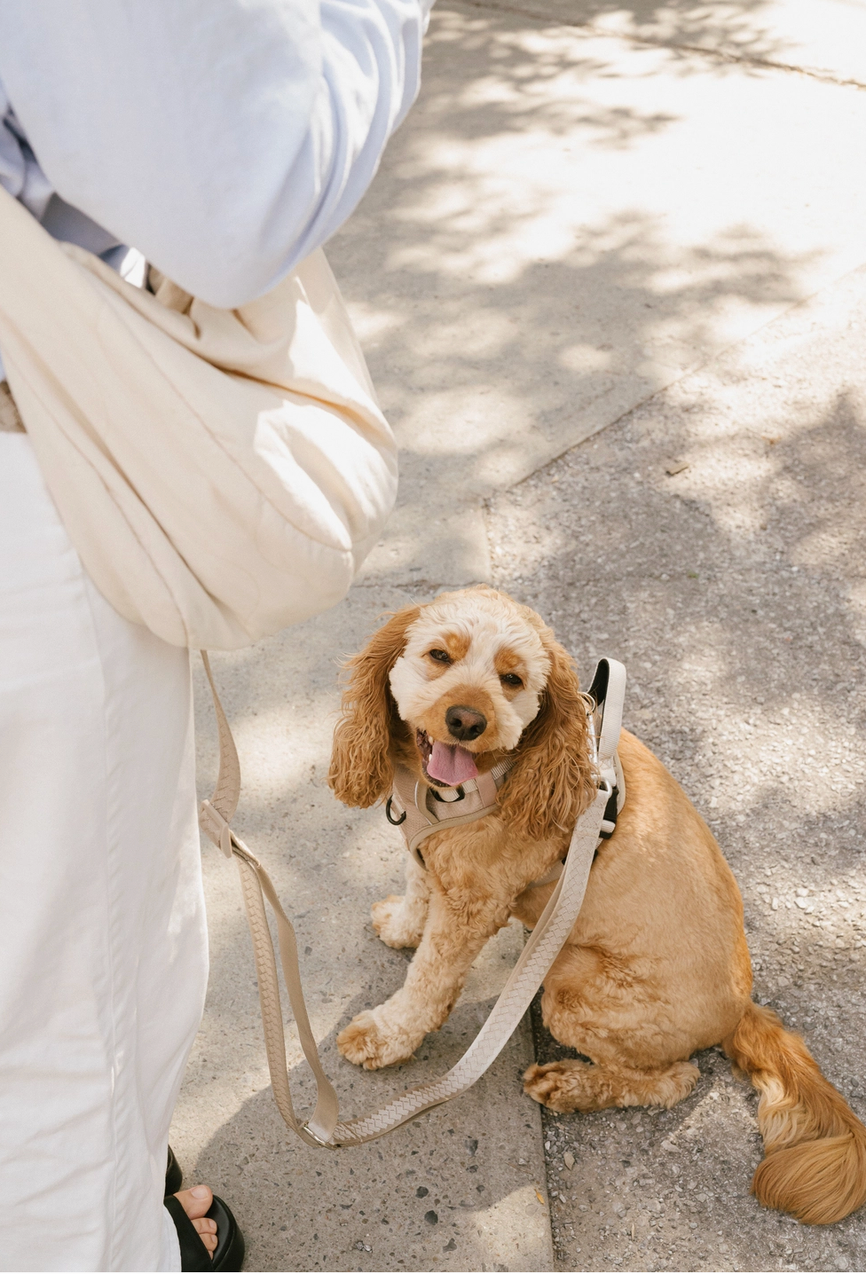 Affogato Hands-Free Leash | Peachy Dogs