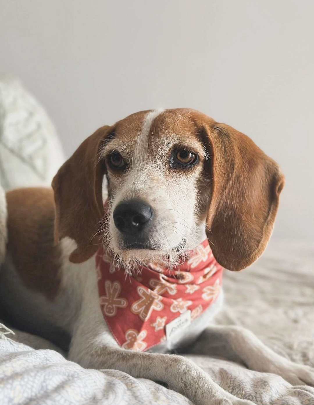 Spice Christmas bandana  | The Paws