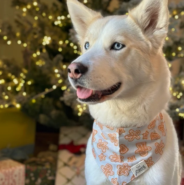 Cookies Christmas bandana  | The Paws