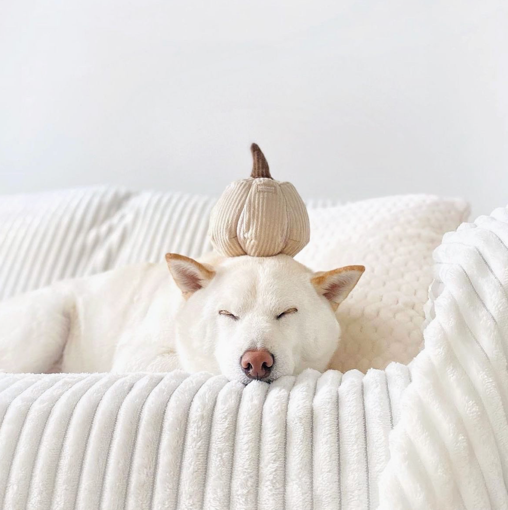 Boo Pumpkin | Lambwolf - Babelle