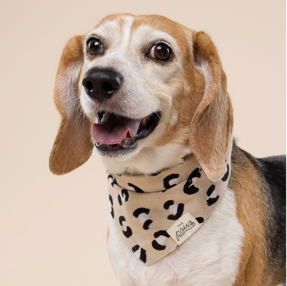 Urban Dog | The Paws - Babelle