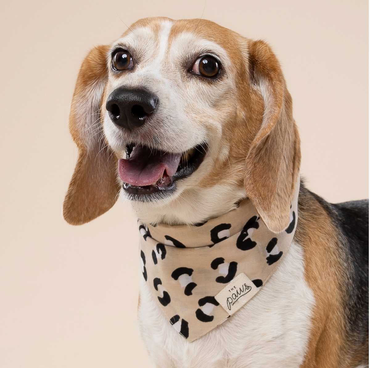 Urban Dog | The Paws - Babelle