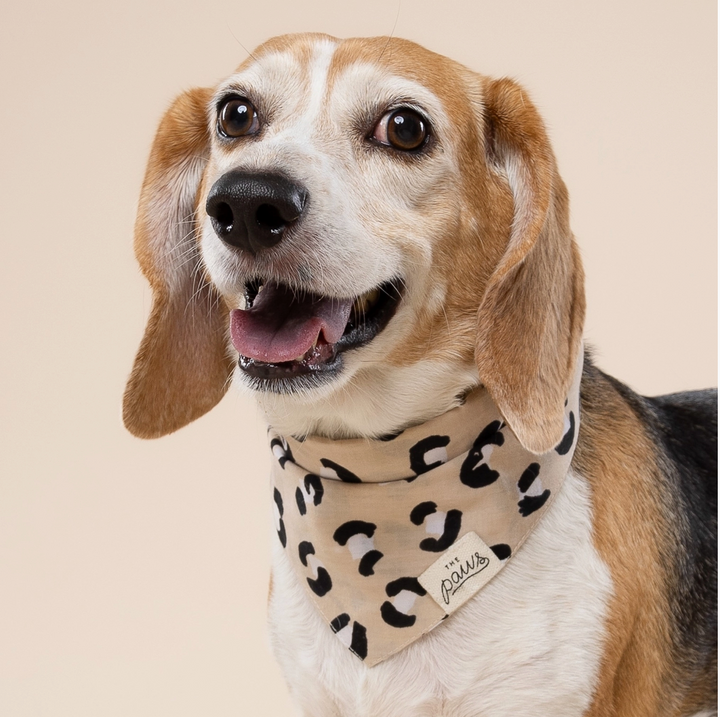 Urban Dog | The Paws - Babelle