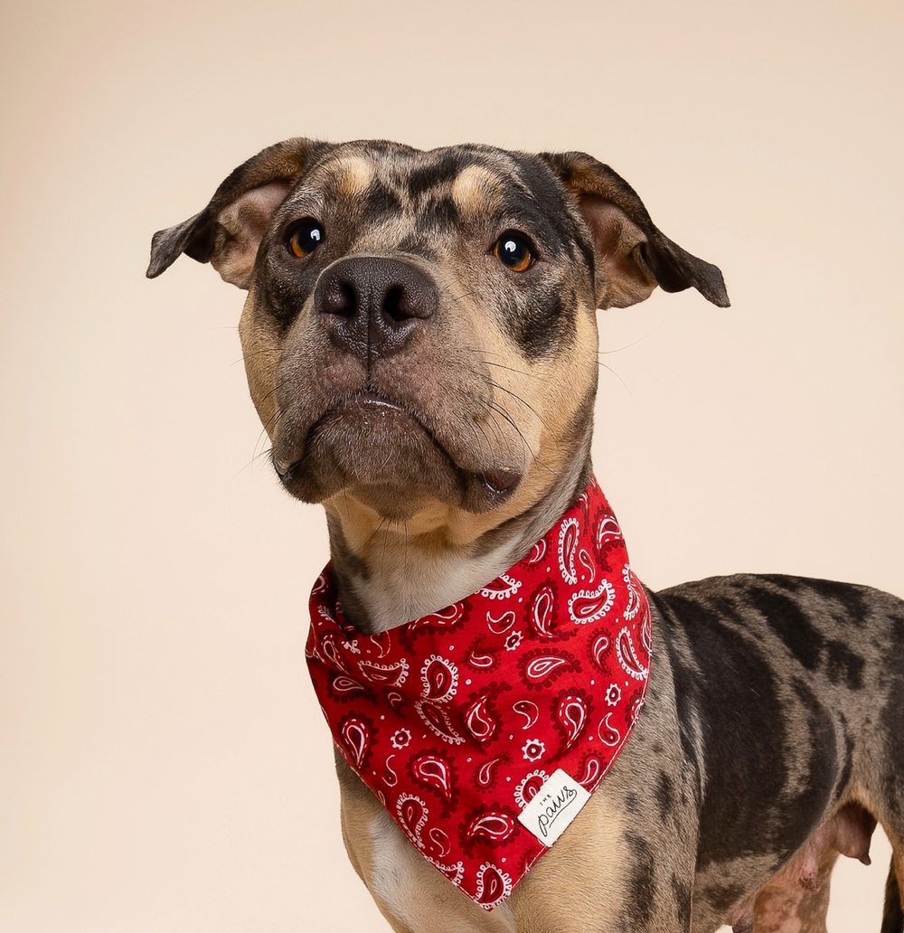 Dallas Dog | The Paws - Babelle