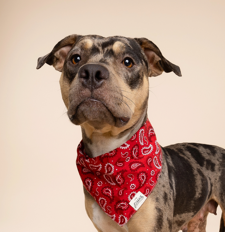 Dallas Dog | The Paws - Babelle