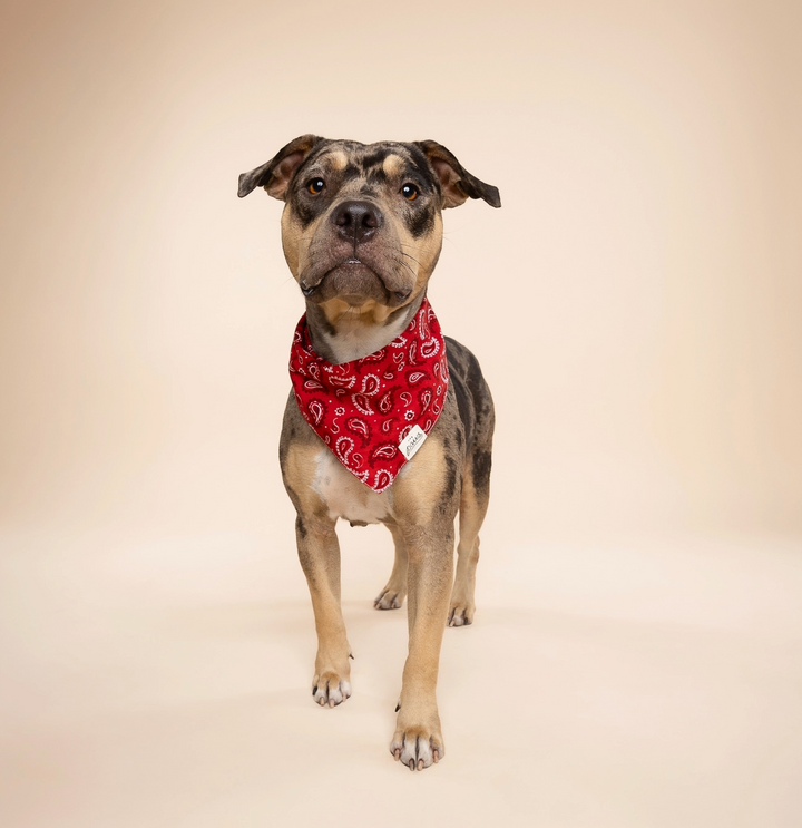 Dallas Dog | The Paws - Babelle