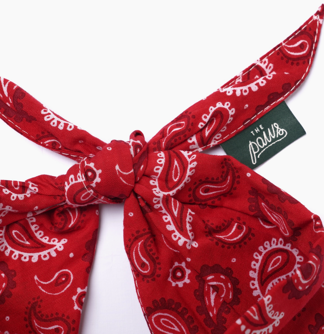 Dallas Dog | The Paws - Babelle