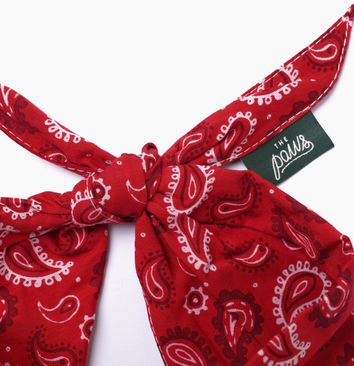 Dallas Dog | The Paws - Babelle