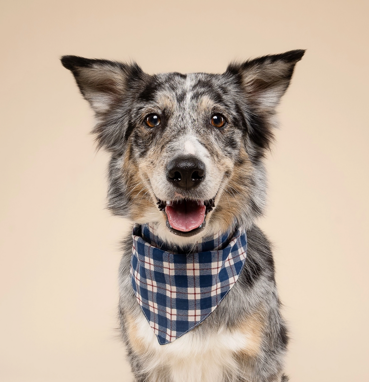 Apres Winter Dog | The Paws - Babelle