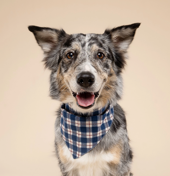 Apres Winter Dog | The Paws - Babelle