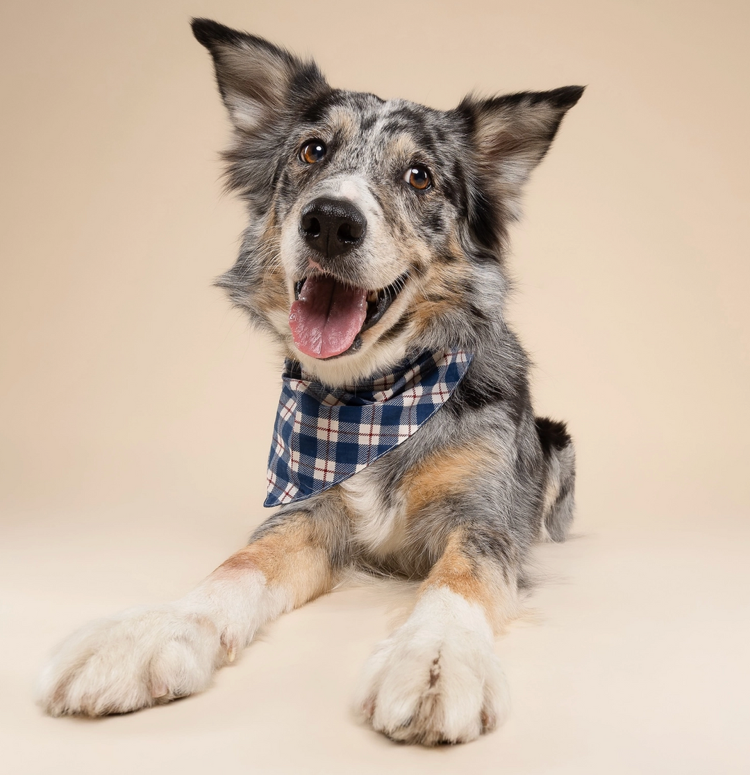 Apres Winter Dog | The Paws - Babelle