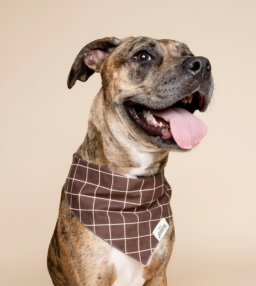 Stratford Dog | The Paws - Babelle