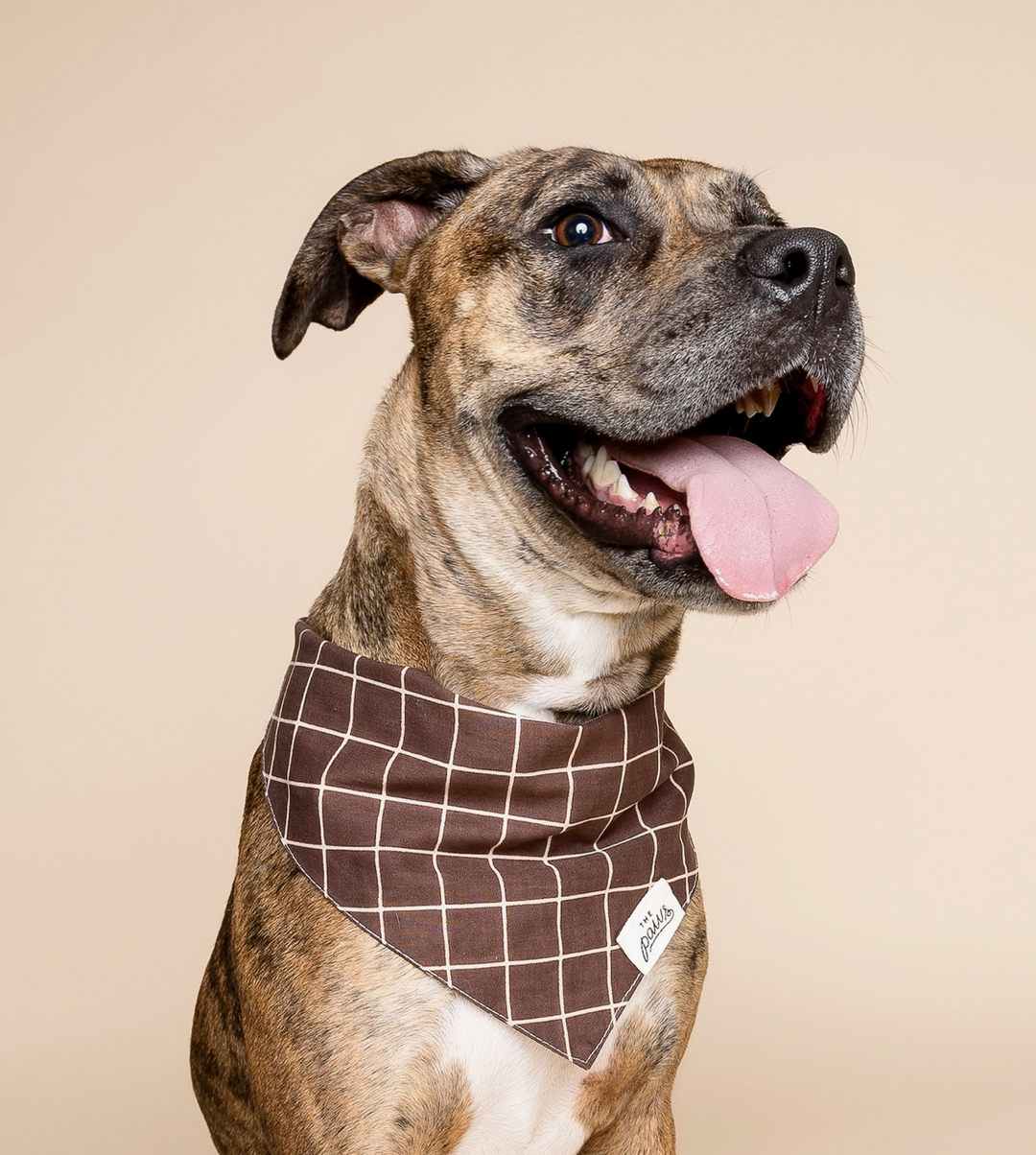 Stratford Dog | The Paws - Babelle