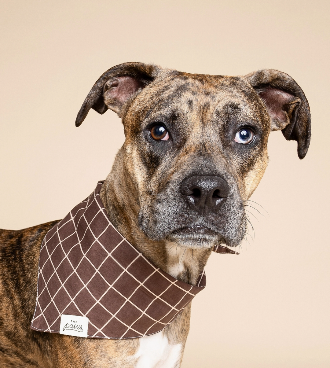 Stratford Dog | The Paws - Babelle