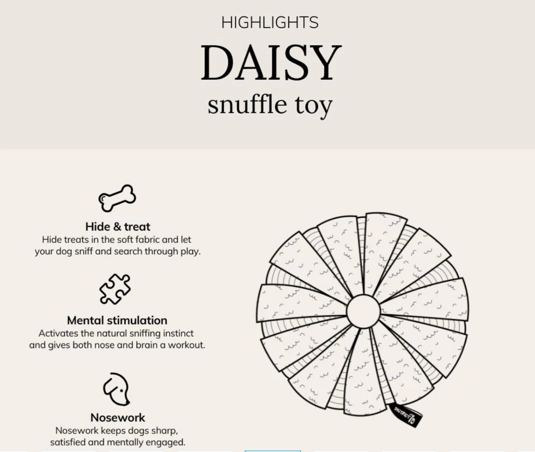 Daisy - Merengue | District 70 - Babelle